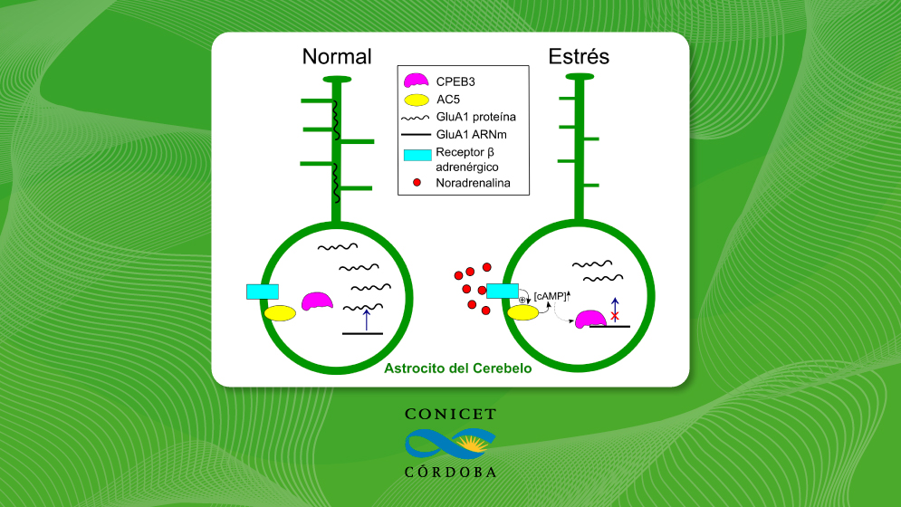 neuronas y estrés