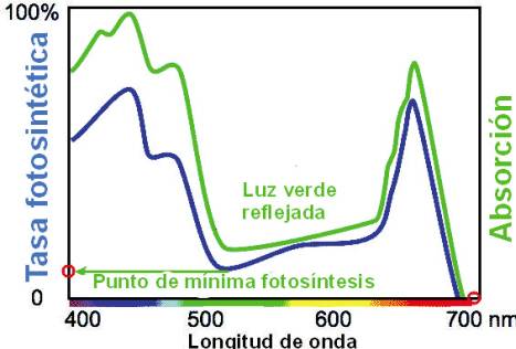 Plantas y fotosíntesis eficiente