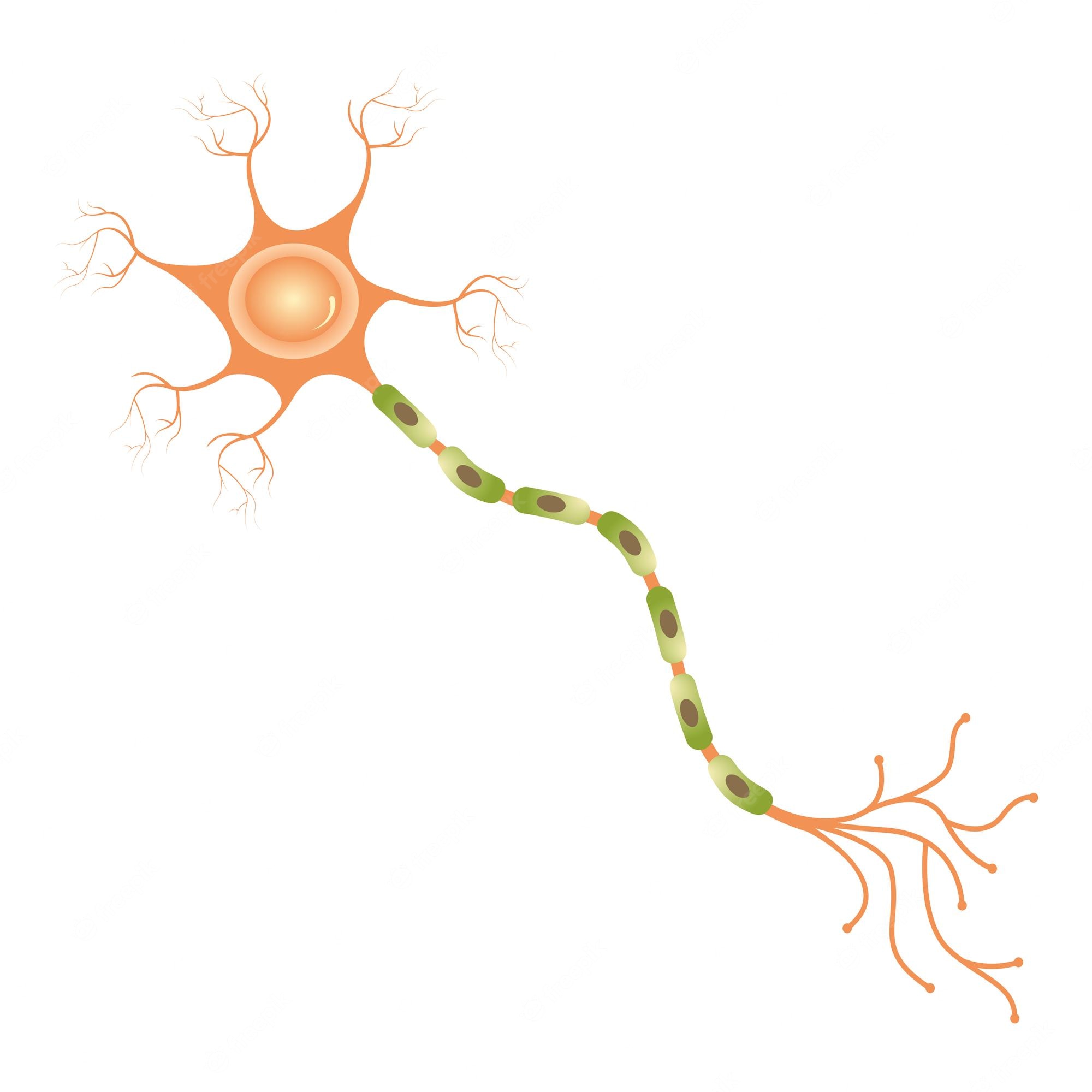 Ilustraciones de las neuronas