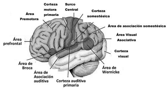 Diagrama del cerebro hemisférico