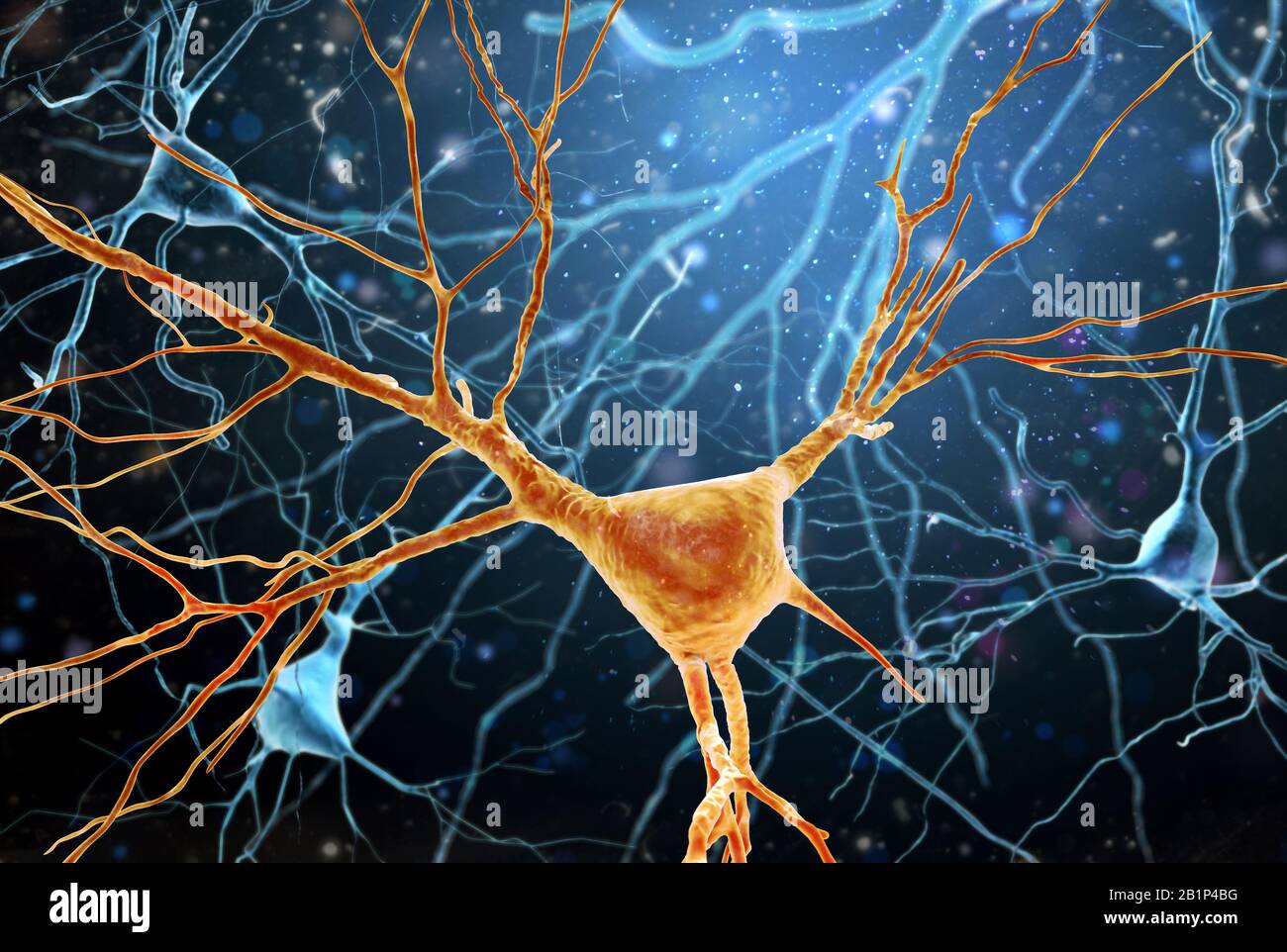 Una neurona en alta resolución