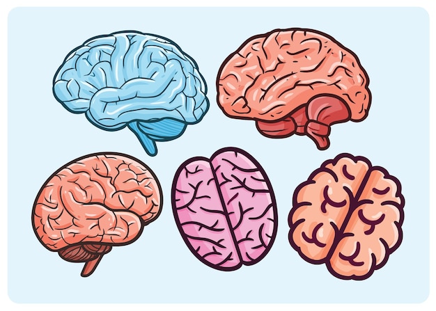 Una ilustración del cerebro humano
