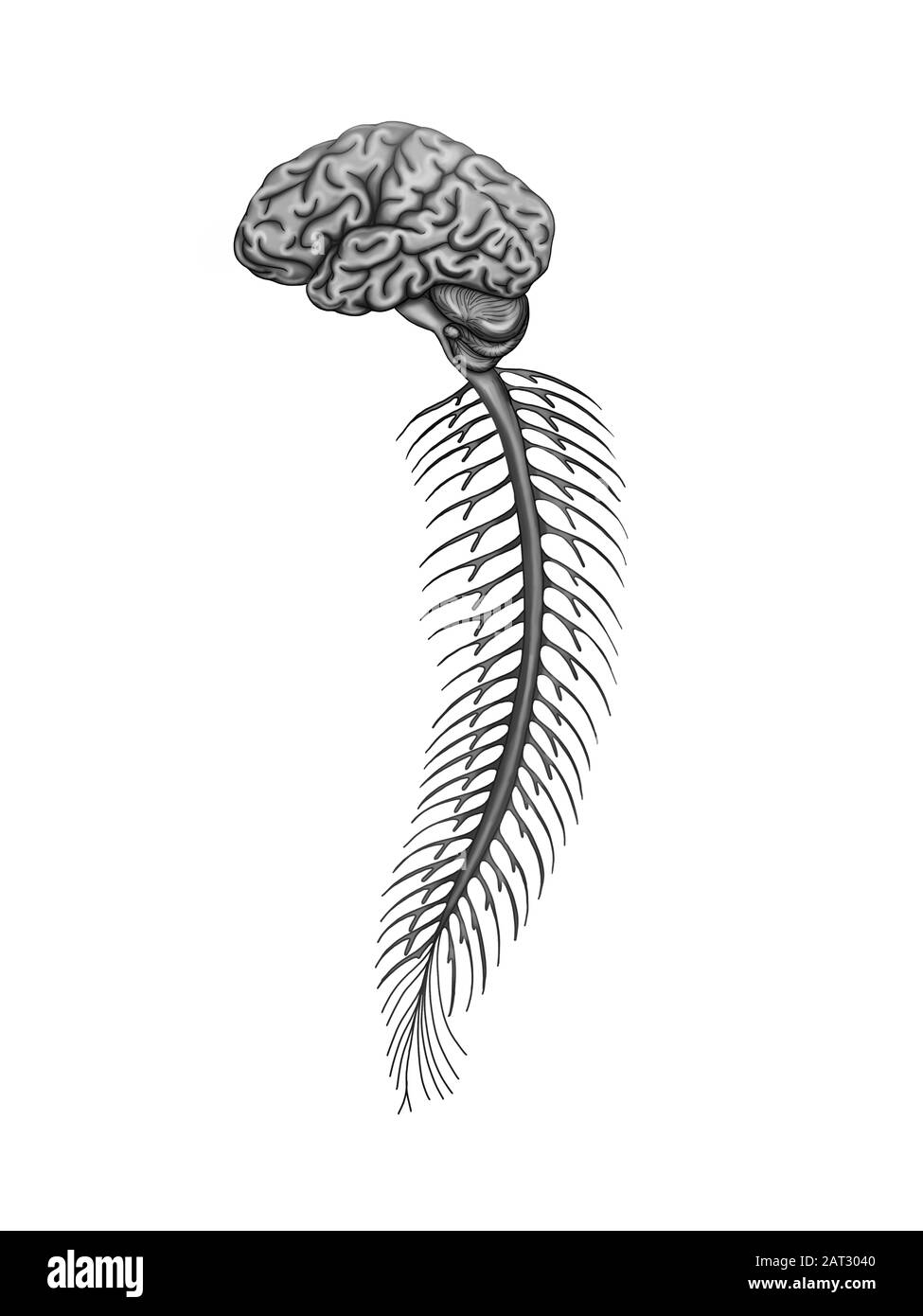 Ilustración de la médula espinal