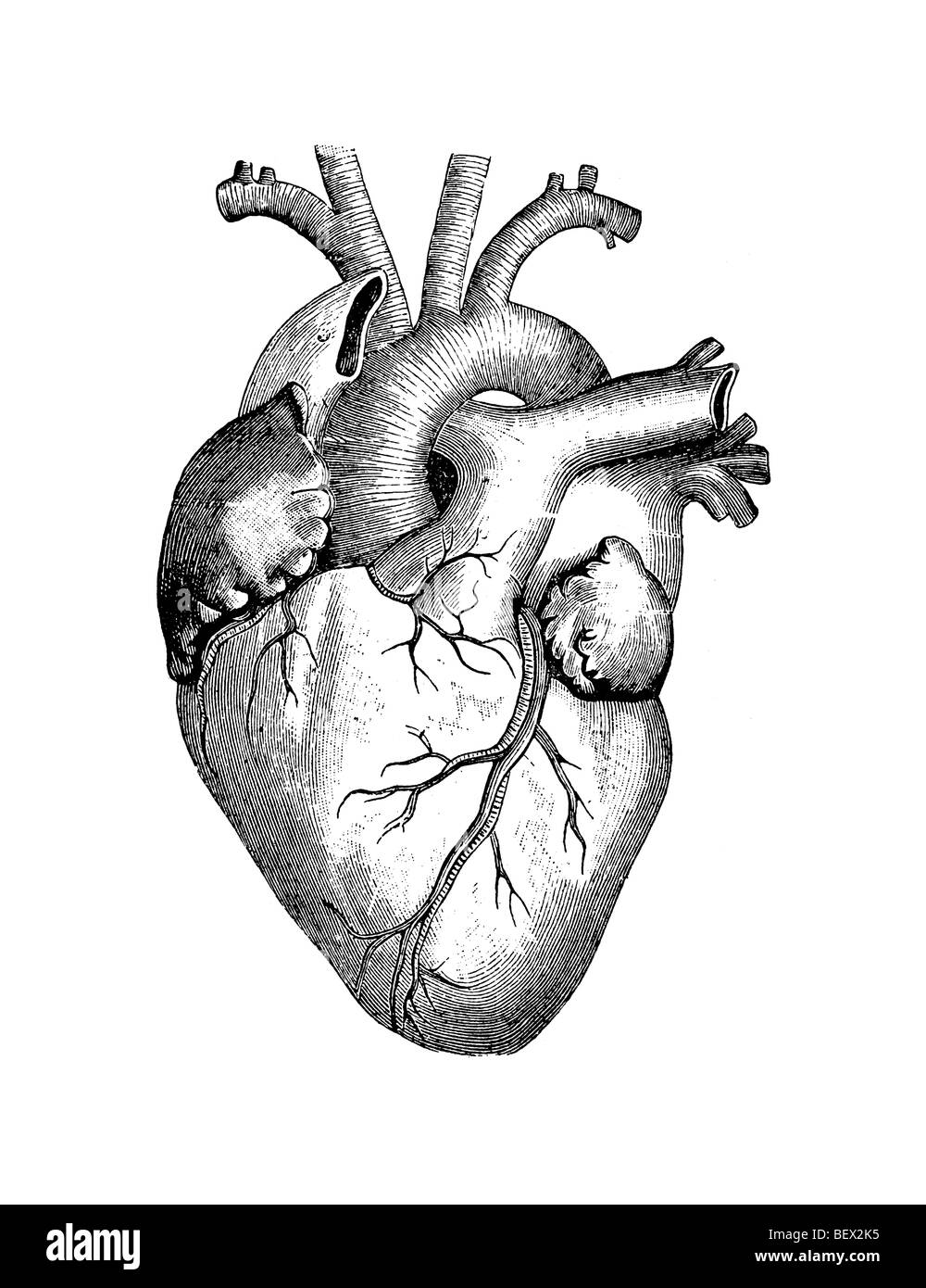 Una ilustración del corazón