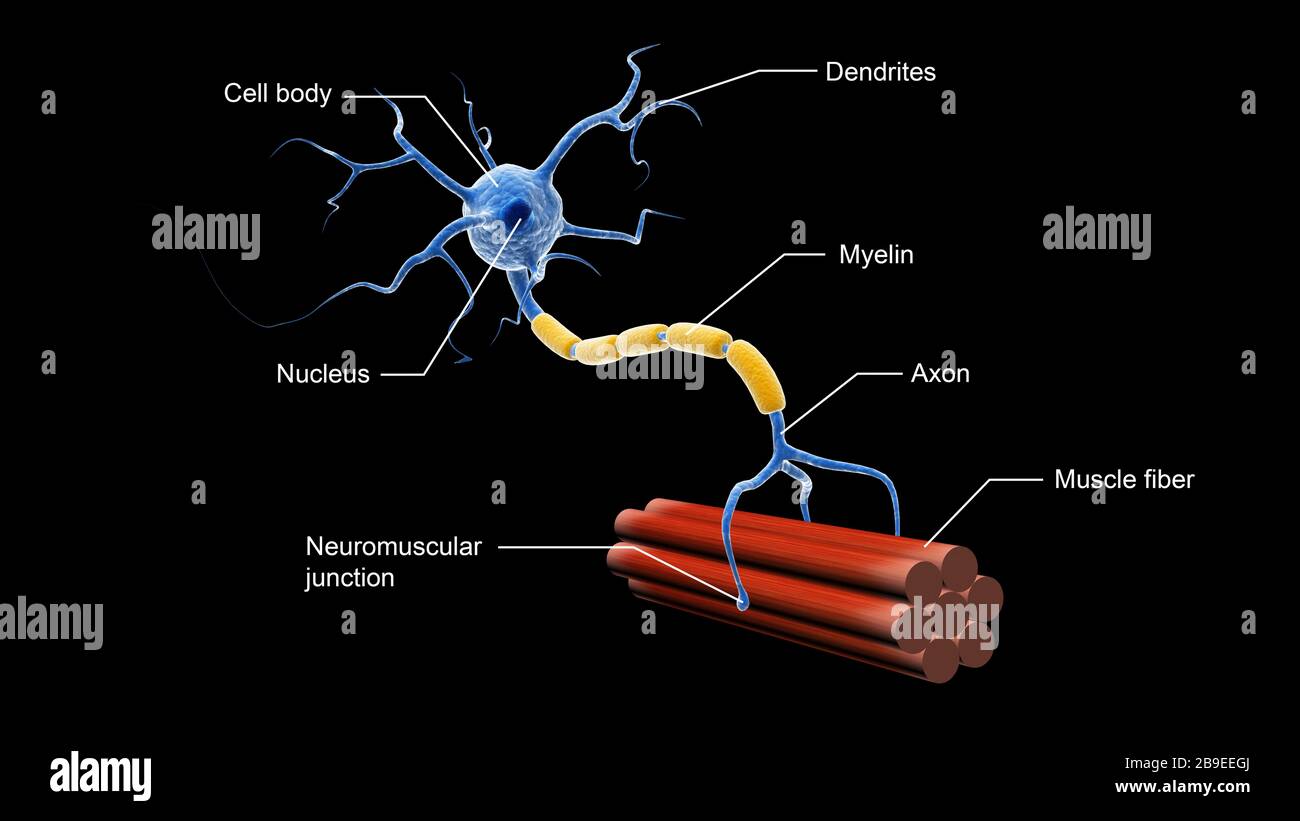 Neuronas motoras y movimiento muscular
