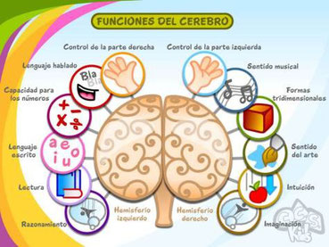 Actividades cognitivas y cerebro