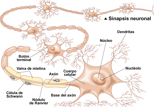 Neuronas en proceso de conexión