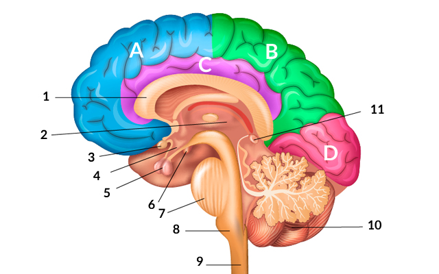 cerebro humano