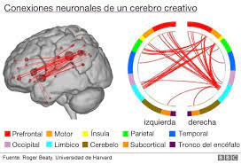 Conexión neuronal y creatividad