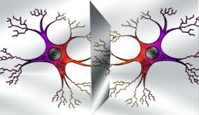 Neuronas y aprendizaje