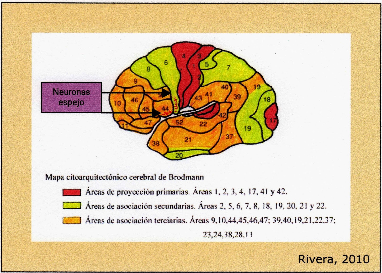 Neuronas y factores de influencia