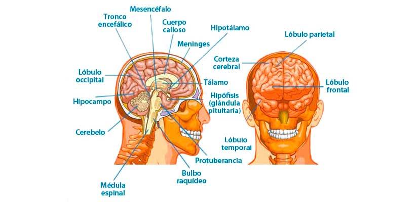 Células cerebrales y su función