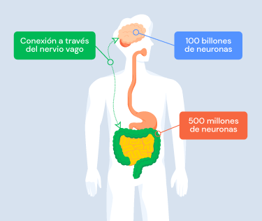 Neuronas intestinales en el estómago