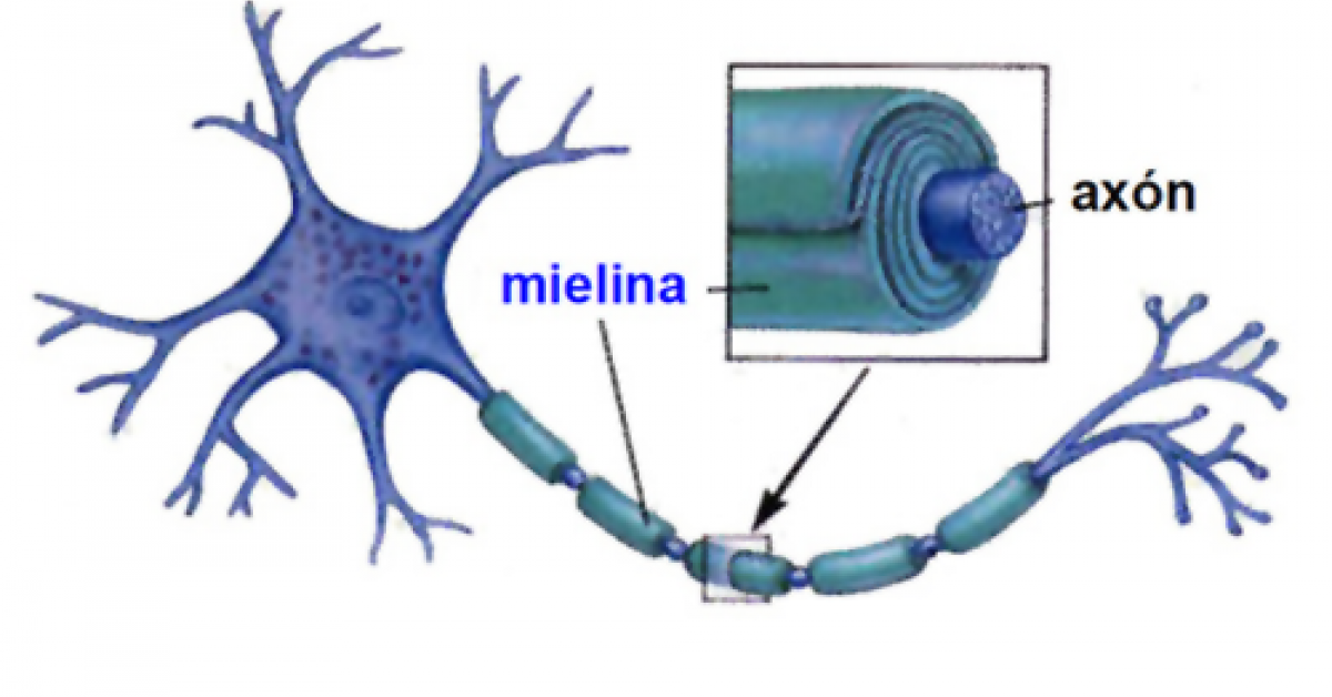Estructura de la mielina