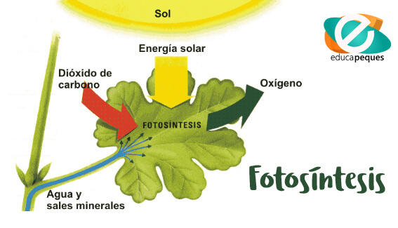 Fotosíntesis y luz solar