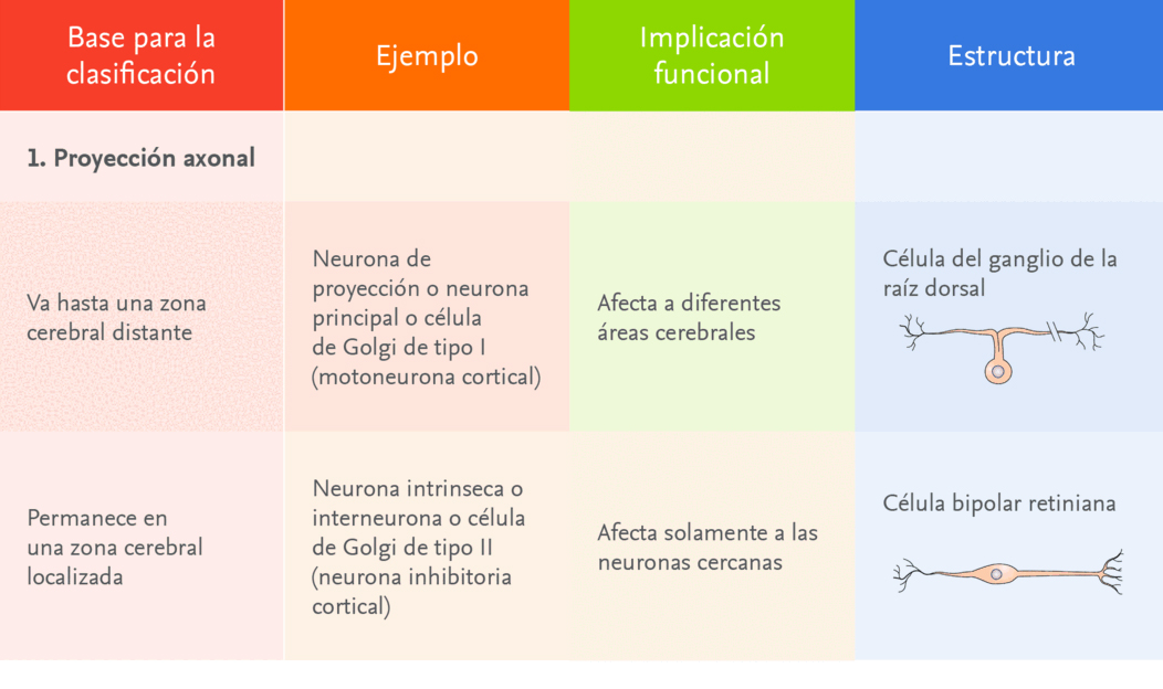 Tipos De Neuronas: Claves Para Entender Su Funcionamiento