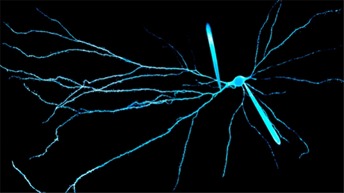 Neuronas y actividad eléctrica