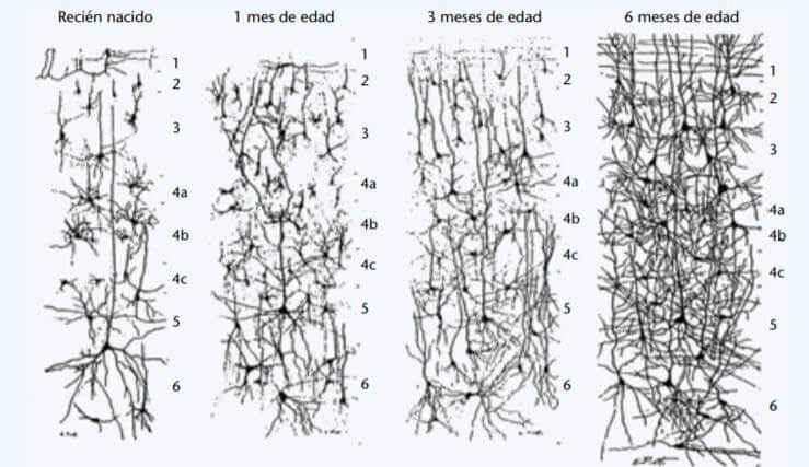 Neuronas en desarrollo cerebral