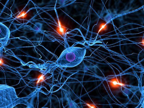 Neuronas y conciencia