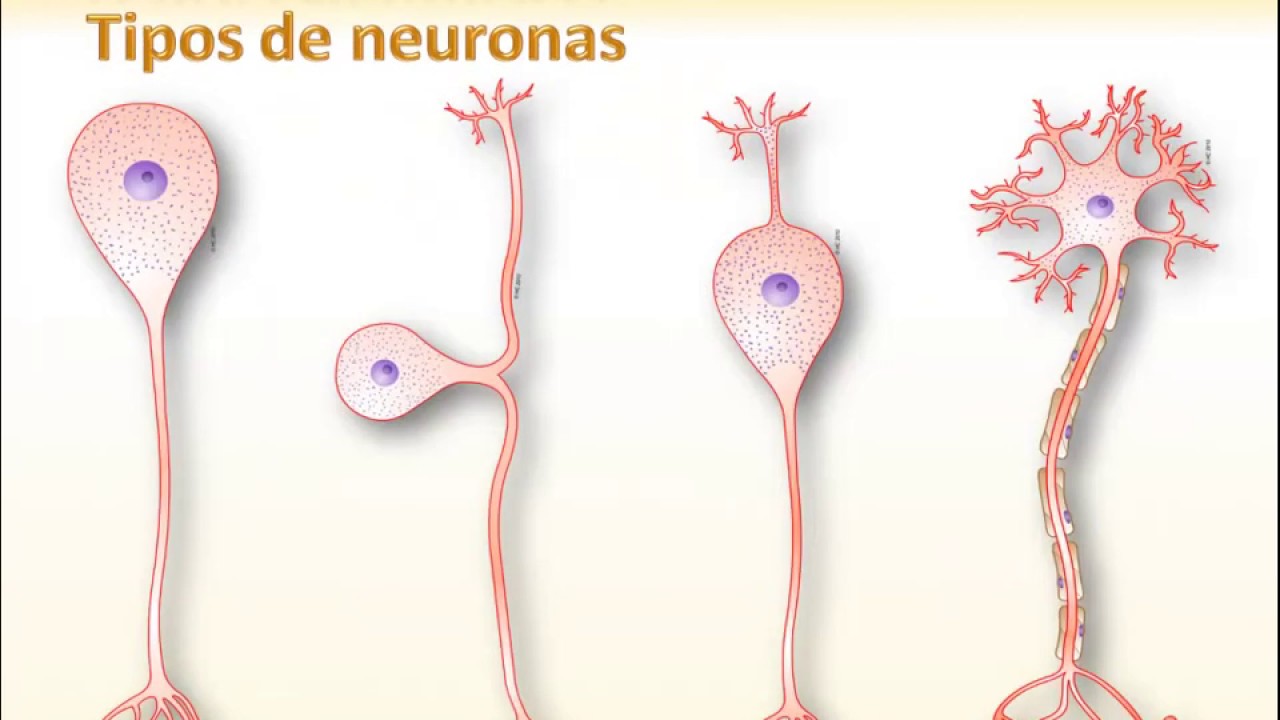 Diférentes tipos de neuronas