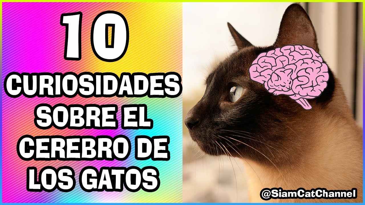 Neuronas del cerebro de un gato