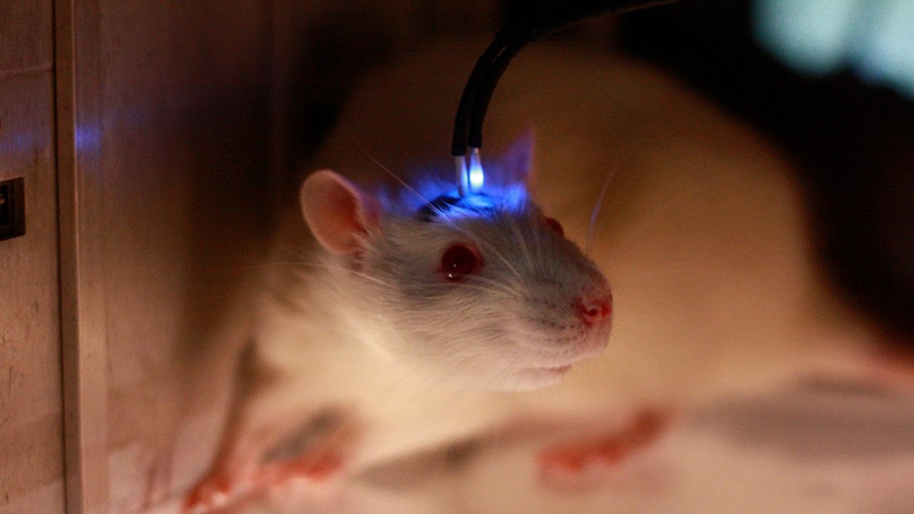 Cerebro de rata con neuronas humanas