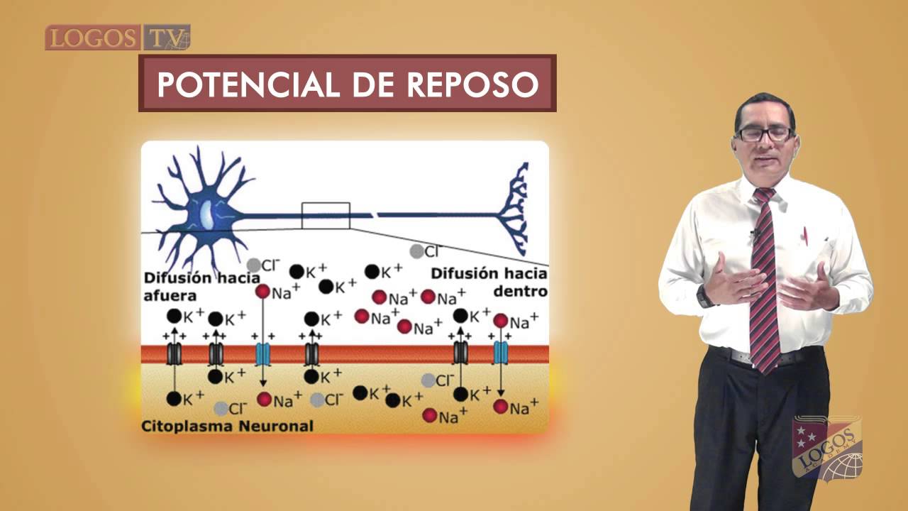 Neurona en acción