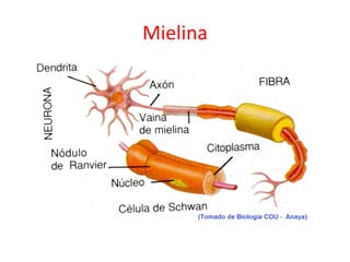 Mi recomendación: Estructura de la mielina