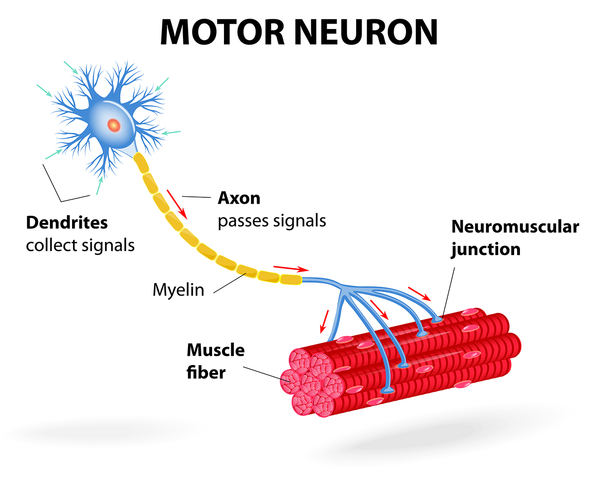 Función de las neuronas motoras