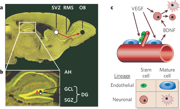 Técnicas de regeneración neuronal