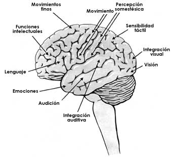 Estructura cerebral y neuronas