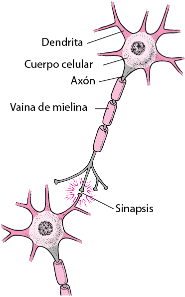 Célula neuronal y dendritas