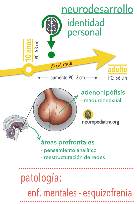 Neuronas en crecimiento diario