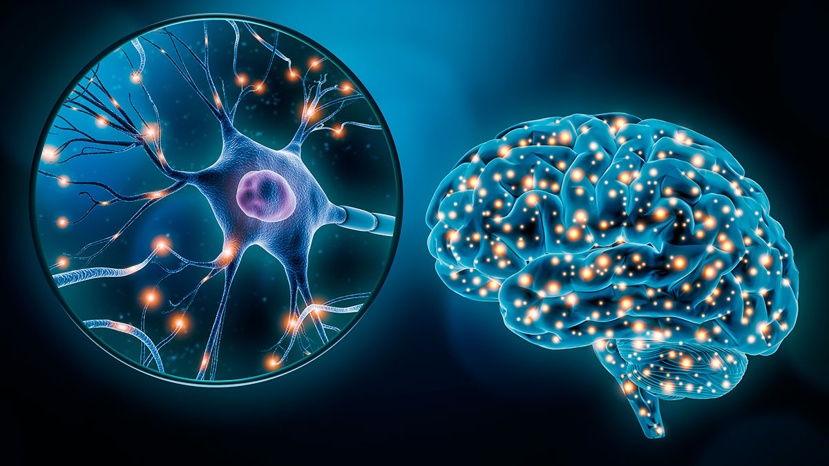 Neurogénesis en el cerebro