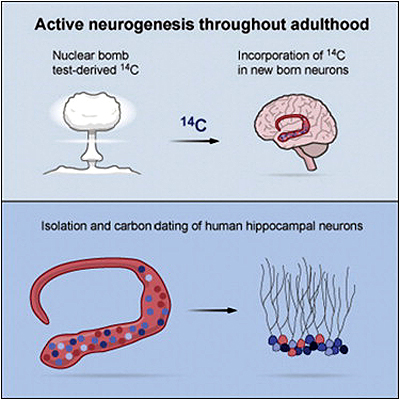 Neurogénesis en el cerebro humano