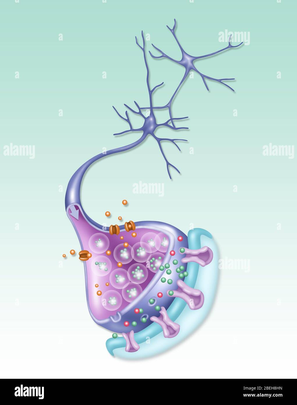 Neuronas comunicándose visualmente