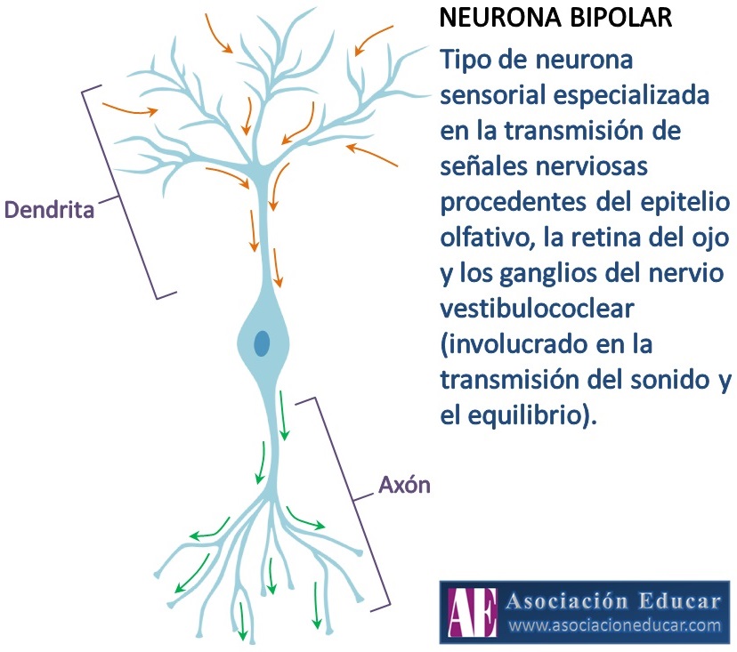 Neuronas bipolares en acción