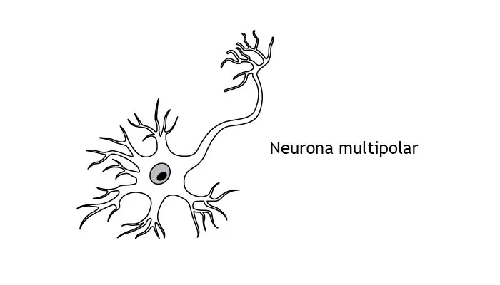 Una imagen de neuronas bipolares
