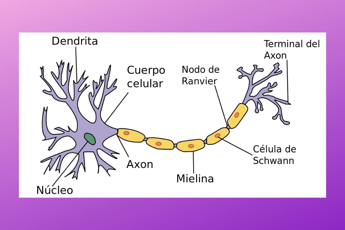 Una imagen de una neurona