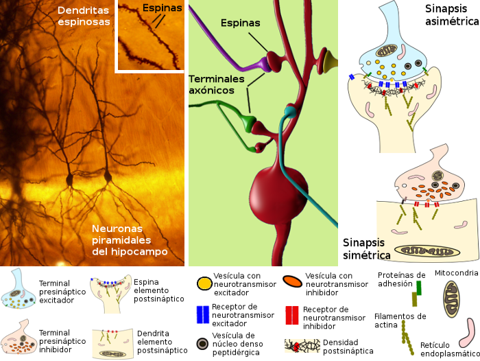 Dendritas en conexión sináptica