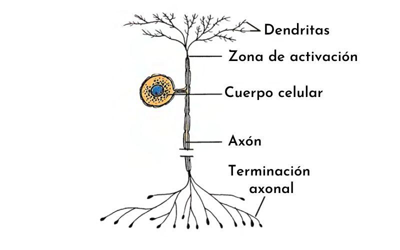 Estructura de las neuronas unipolares