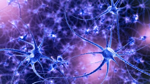 Neuronas y plasticidad sináptica