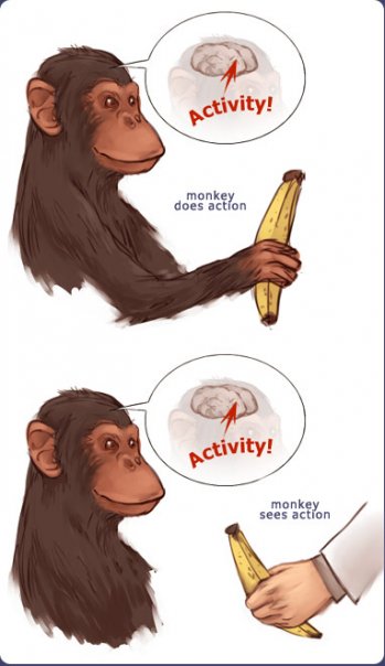 Neuronas y monos en acción