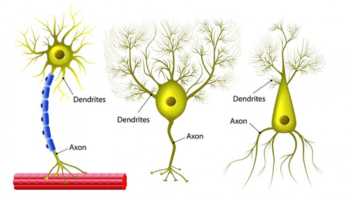 Neuronas de asociación en acción