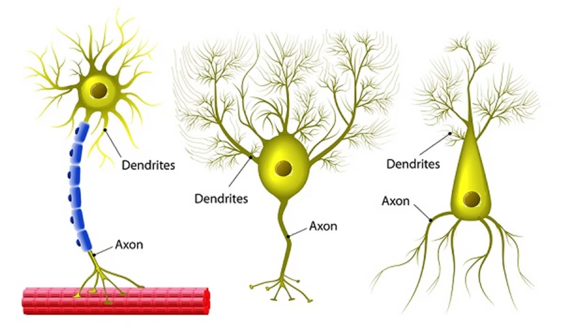 Neuronas bipolares en acción