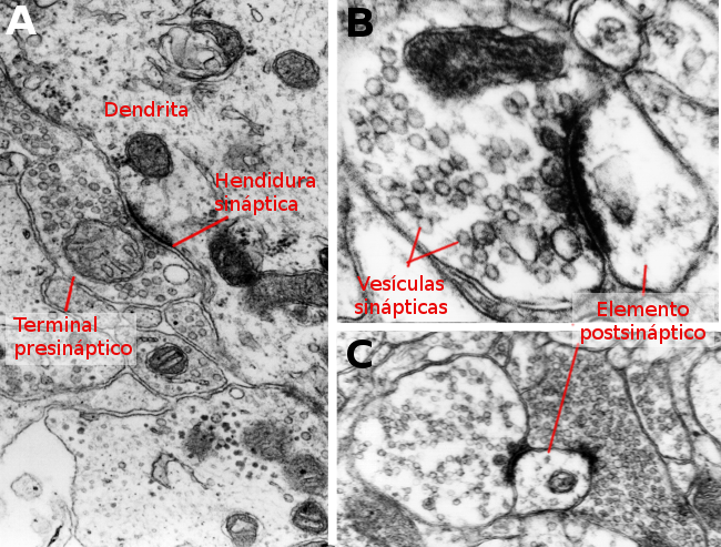 Microscopía de sinapsis