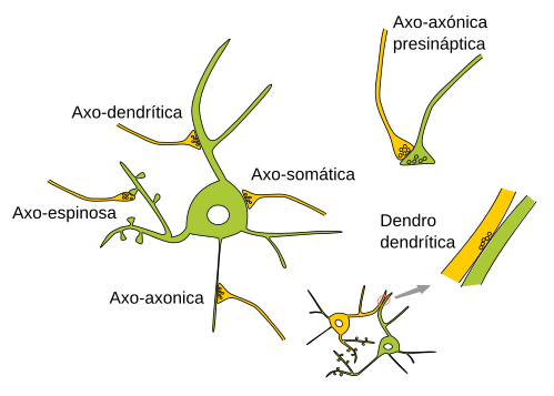 Axon humano: longitud promedio