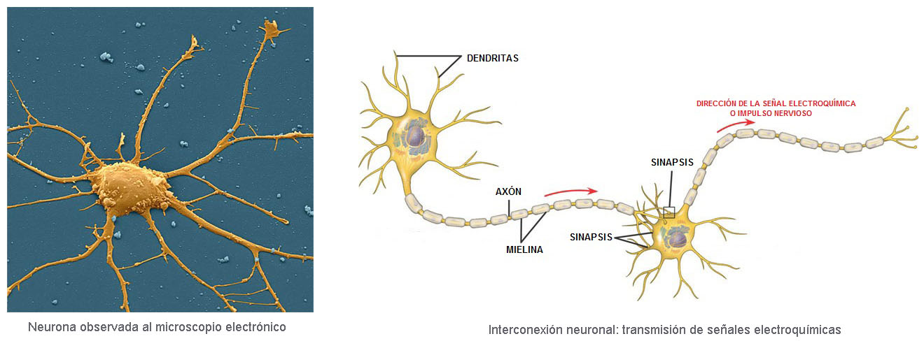 Interconexión neuronal