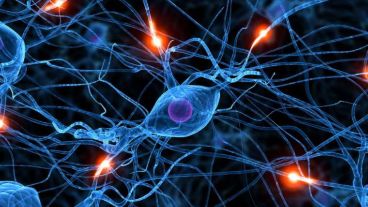 Neuronas y avances en investigación