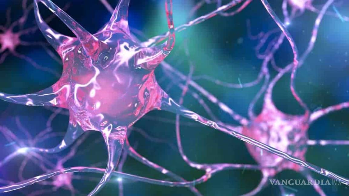 Neuronas regenerándose